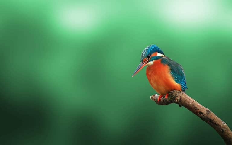 kingfisher-bird-4k-hd-wallpaper-2880x1800